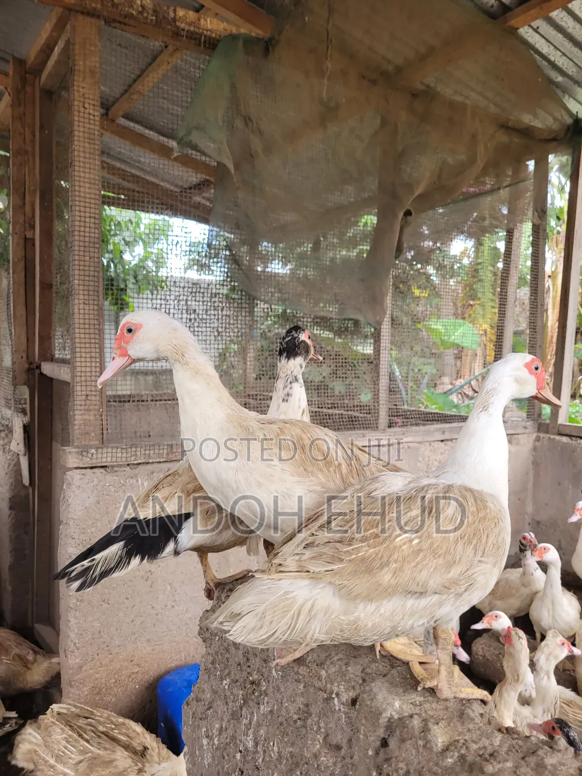 Male Duck for Sale