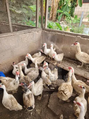 Male Duck for Sale