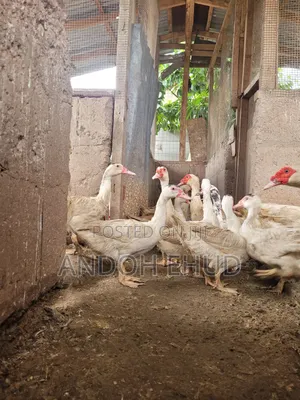 Male Duck for Sale