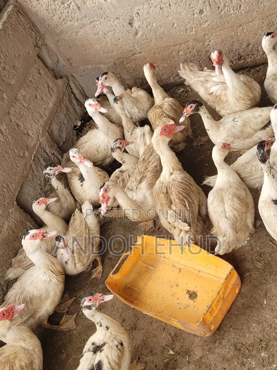 Female Ducks for Sale