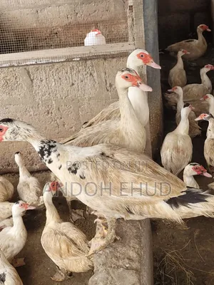 Female Ducks for Sale