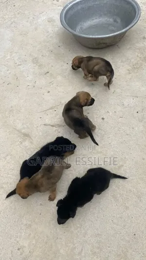 0-1 month Female Purebred German Shepherd
