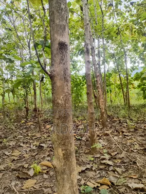 Teak Tree for Sell