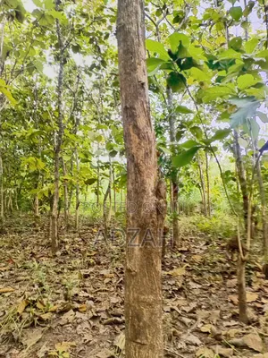 Teak Tree for Sell