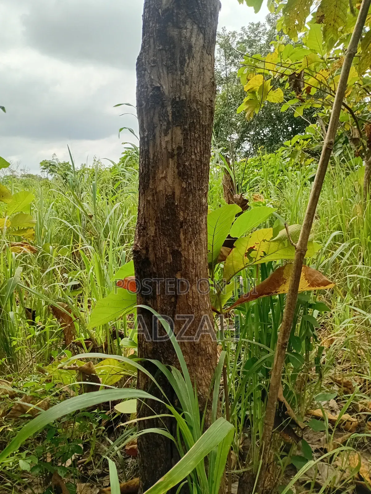 Teak Tree for Sell