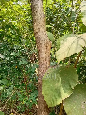 Teak Tree for Sell
