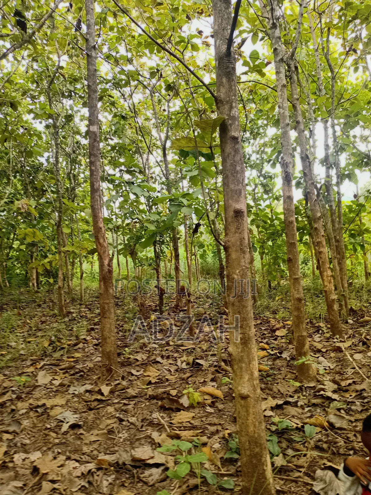 Teak Tree for Sell