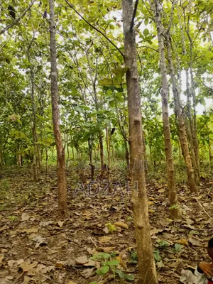 Teak Tree for Sell