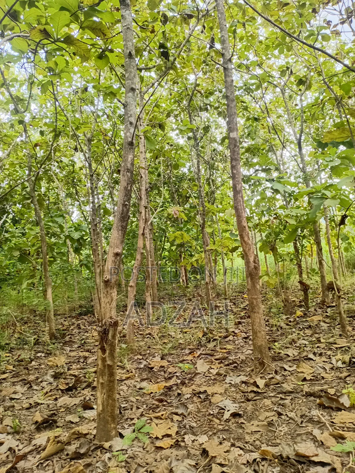 Teak Tree for Sell