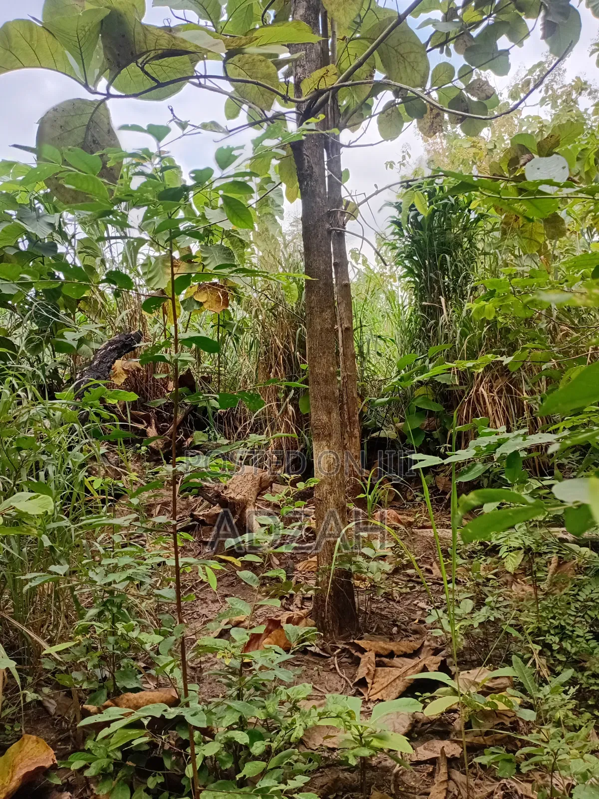 Teak Tree for Sell