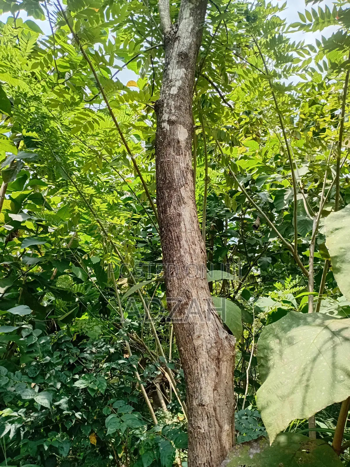 Teak Tree for Sell
