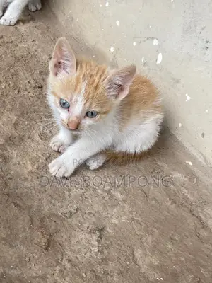 1-3 months Female Mixed Breed Cat