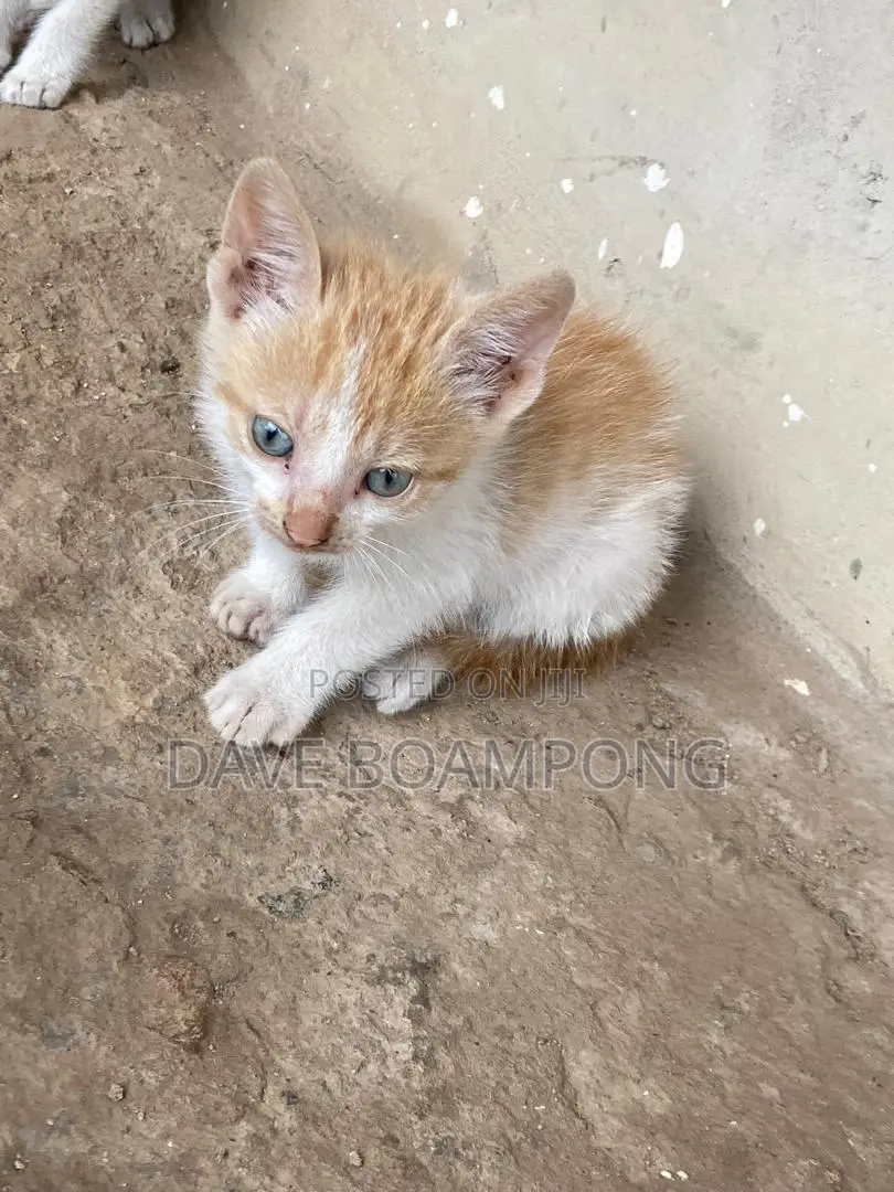 1-3 months Female Mixed Breed Cat