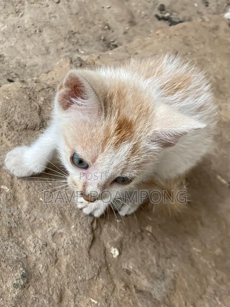1-3 months Female Mixed Breed Cat