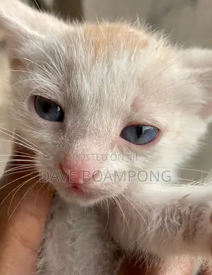 1-3 months Female Mixed Breed Cat