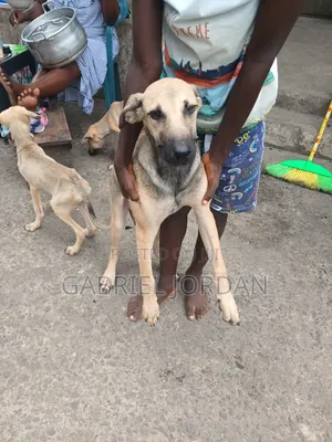 3-6 months Male Mixed Breed Boerboel