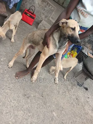 3-6 months Male Mixed Breed Boerboel