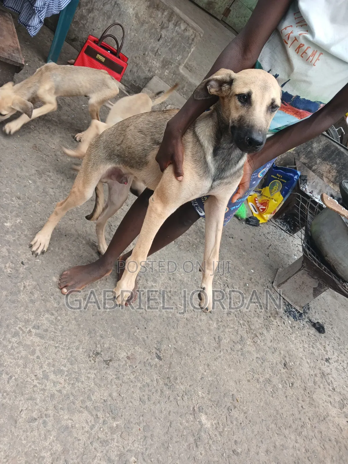 3-6 months Male Mixed Breed Boerboel