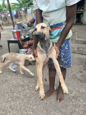 3-6 months Male Mixed Breed Boerboel