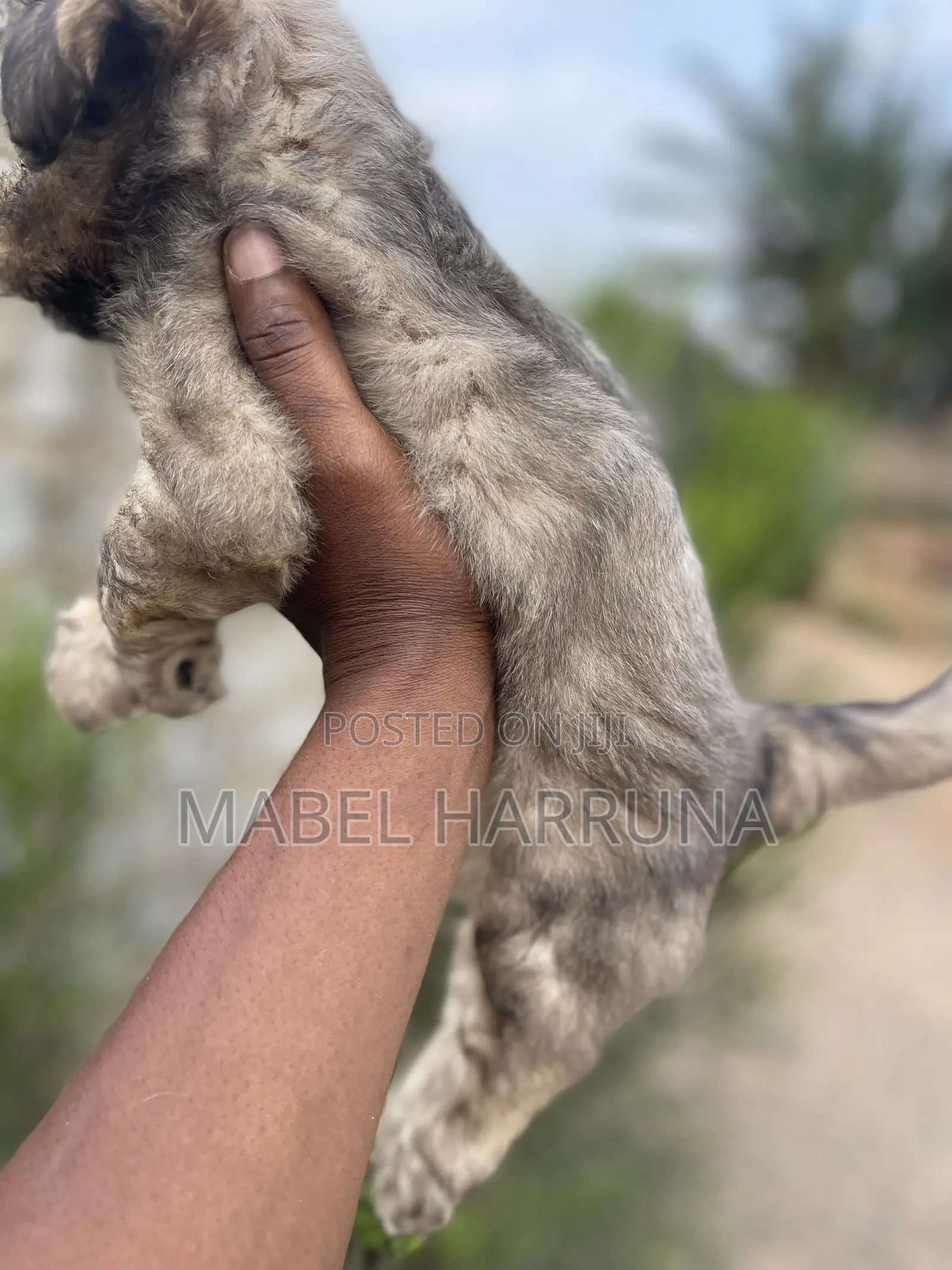 0-1 month Male Purebred Poodle