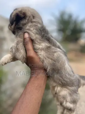 0-1 month Male Purebred Poodle