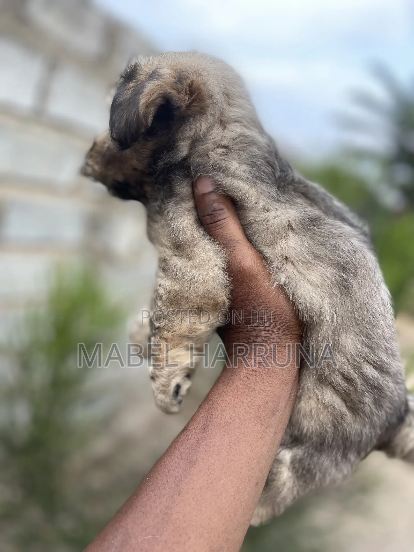 0-1 month Male Purebred Poodle
