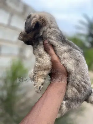 0-1 month Male Purebred Poodle