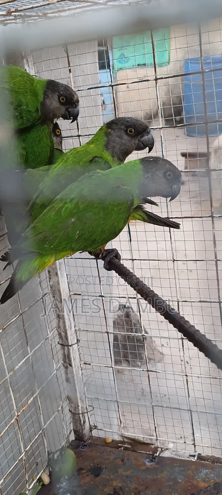 Senegalese Parrots Available