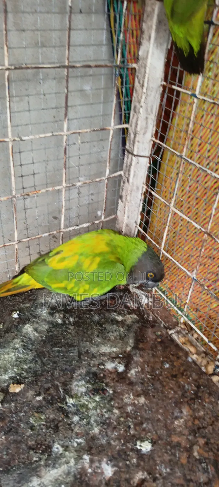 Senegalese Parrots Available