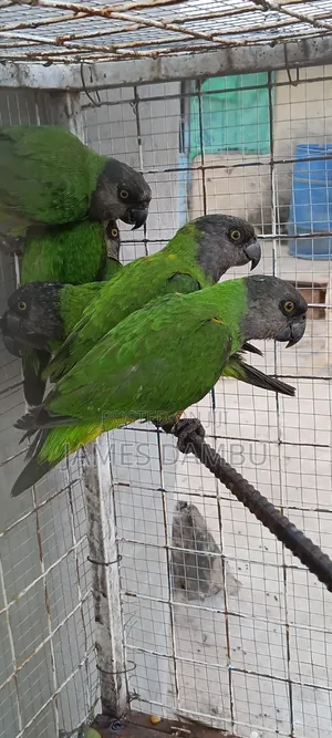 Senegalese Parrots Available