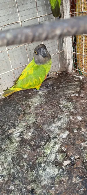 Senegalese Parrots Available