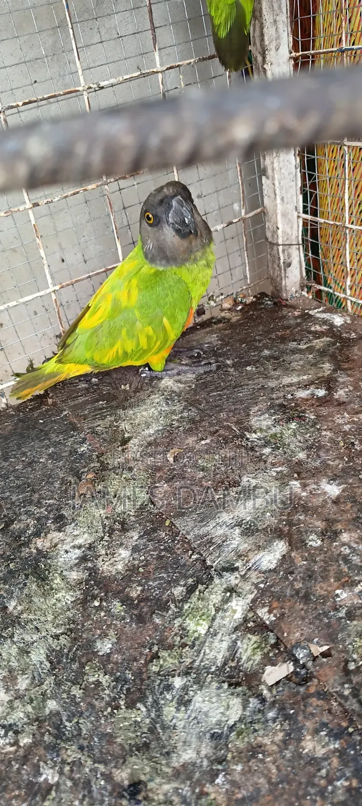 Senegalese Parrots Available