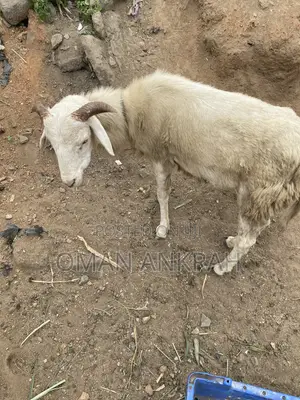 Male/Female Rams and Goats