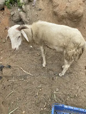 Male/Female Rams and Goats