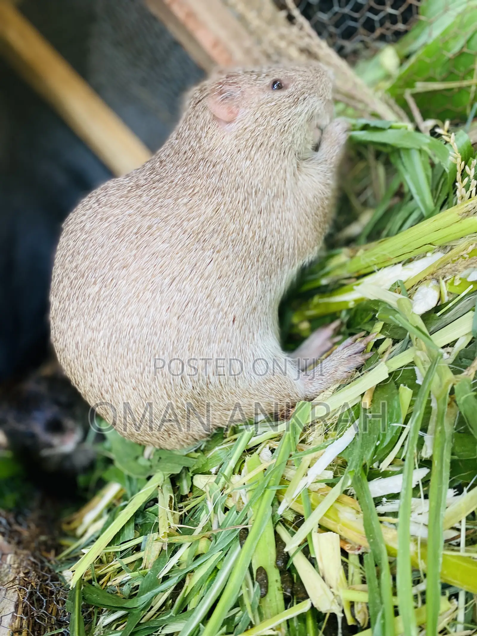 Grasscutter