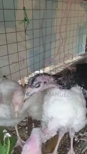 3 Months Old Turkeys for Sell