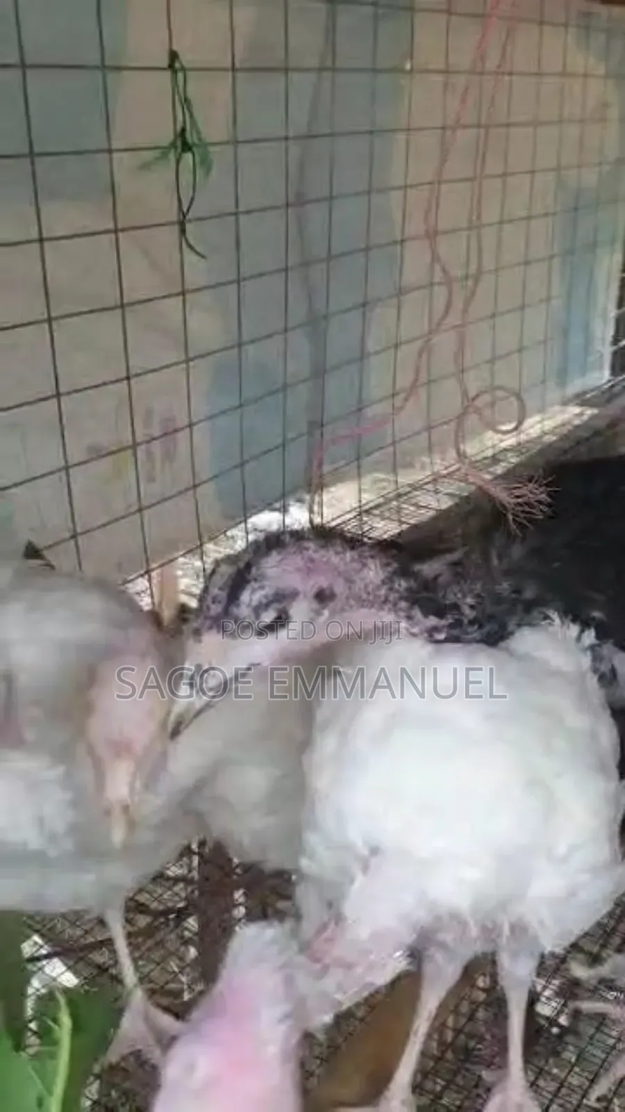 3 Months Old Turkeys for Sell
