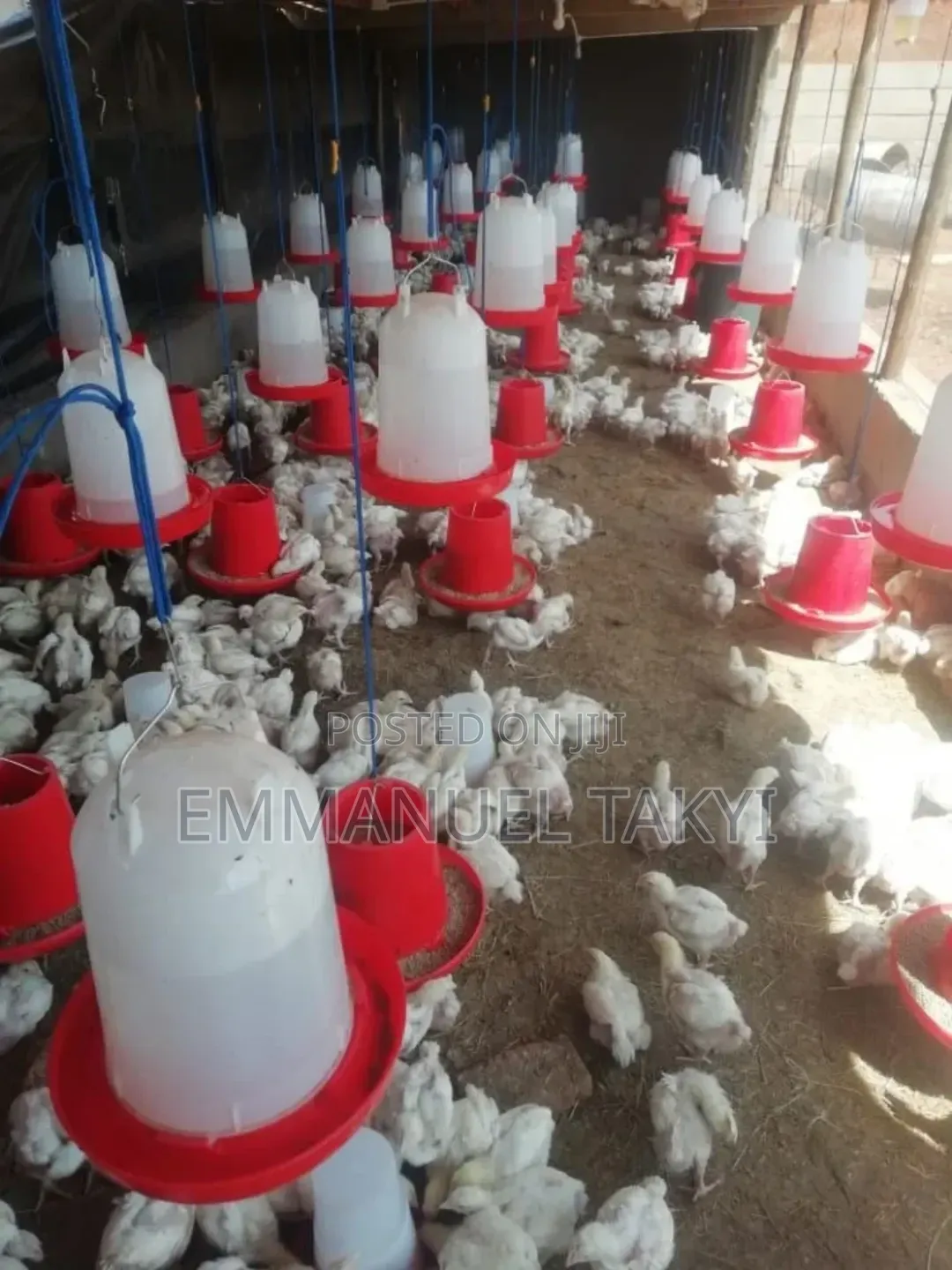 Poultry Drinker