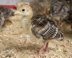Bourbon Turkey Poult Day Old Chick From Belgium