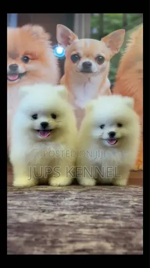 1-3 months Female Purebred Pomeranian