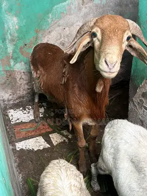 Male Sheep
