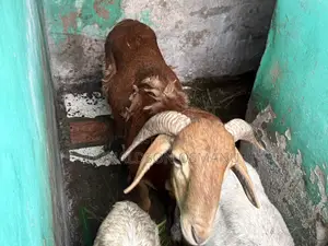 Male Sheep