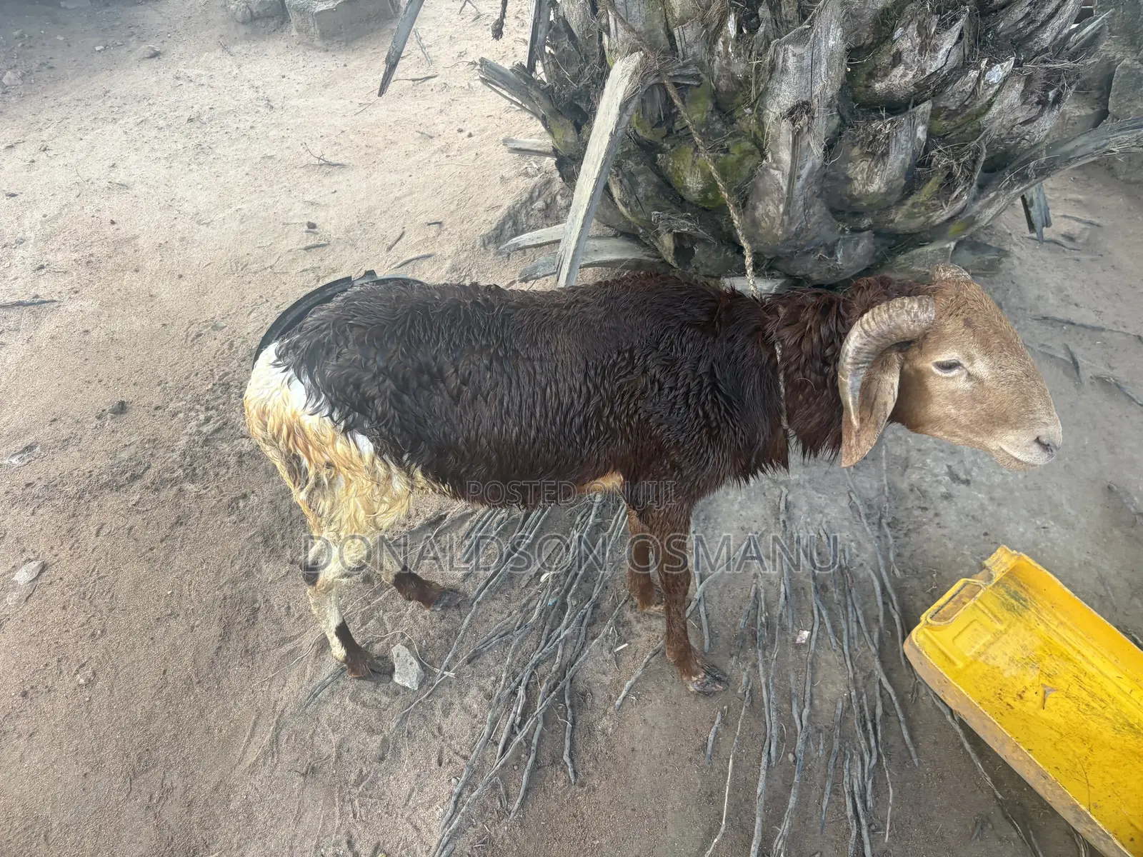 Male Sheep