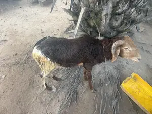 Male Sheep