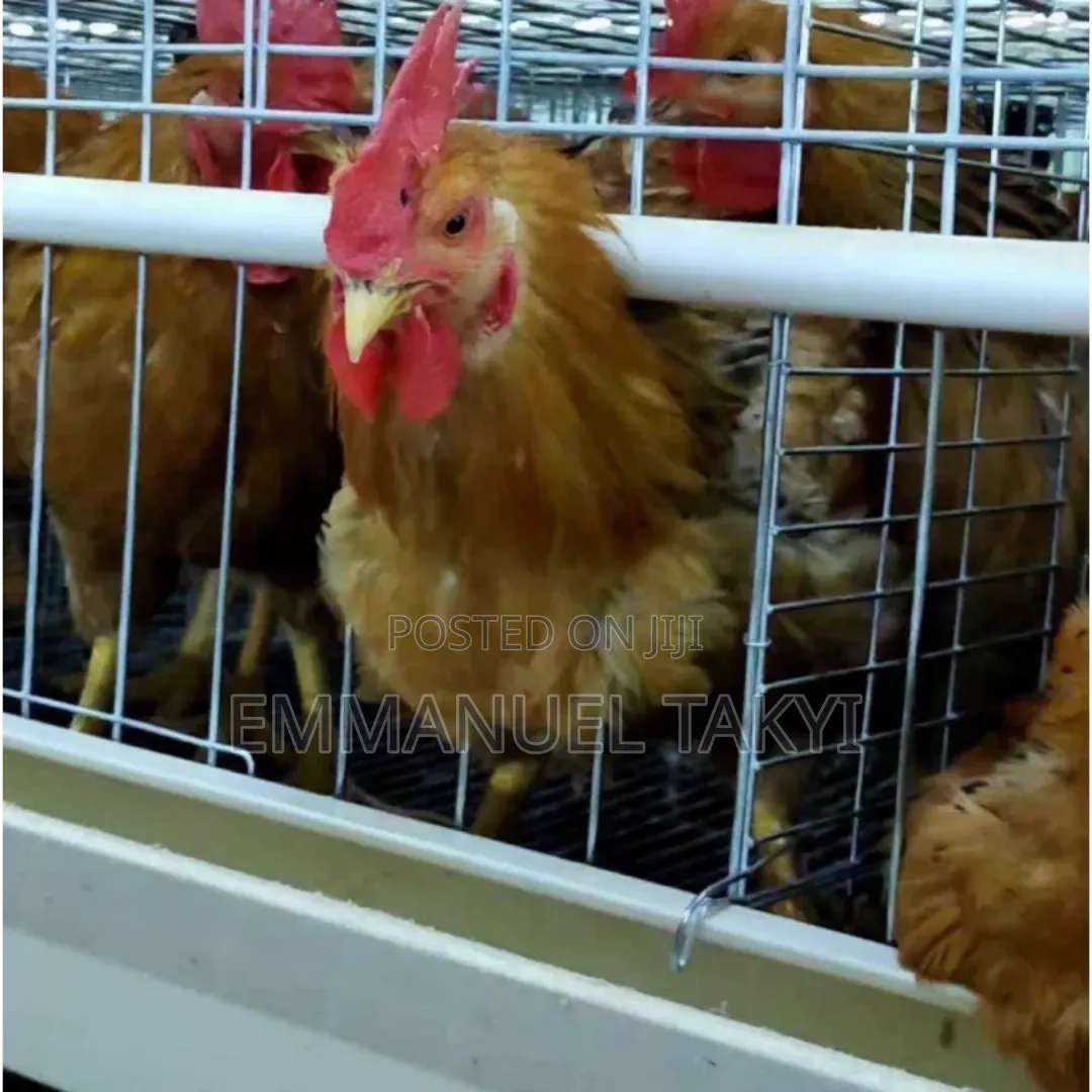 Cage Feeding Trough