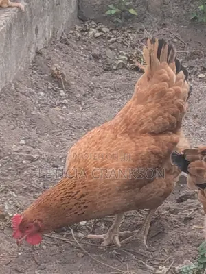 Sasso Chicken