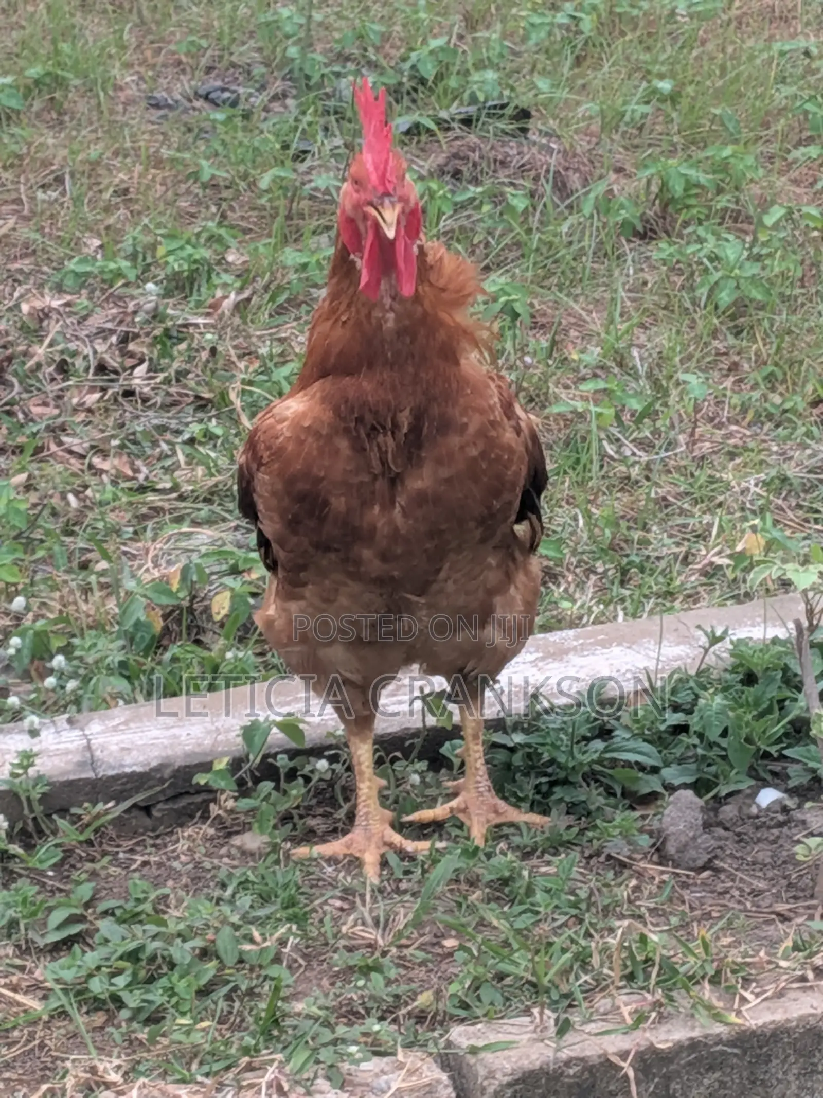 Sasso Chicken