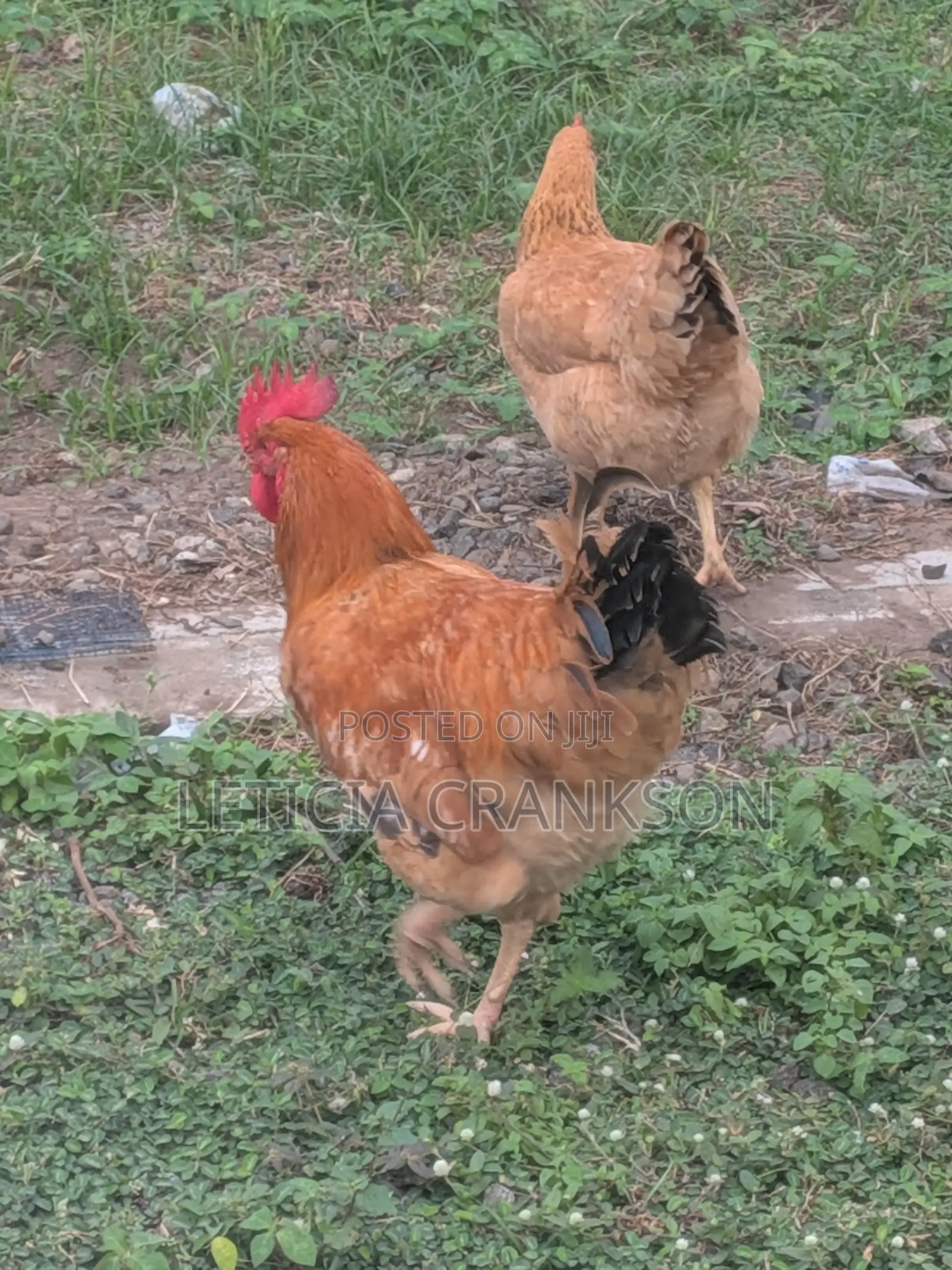 Sasso Chicken