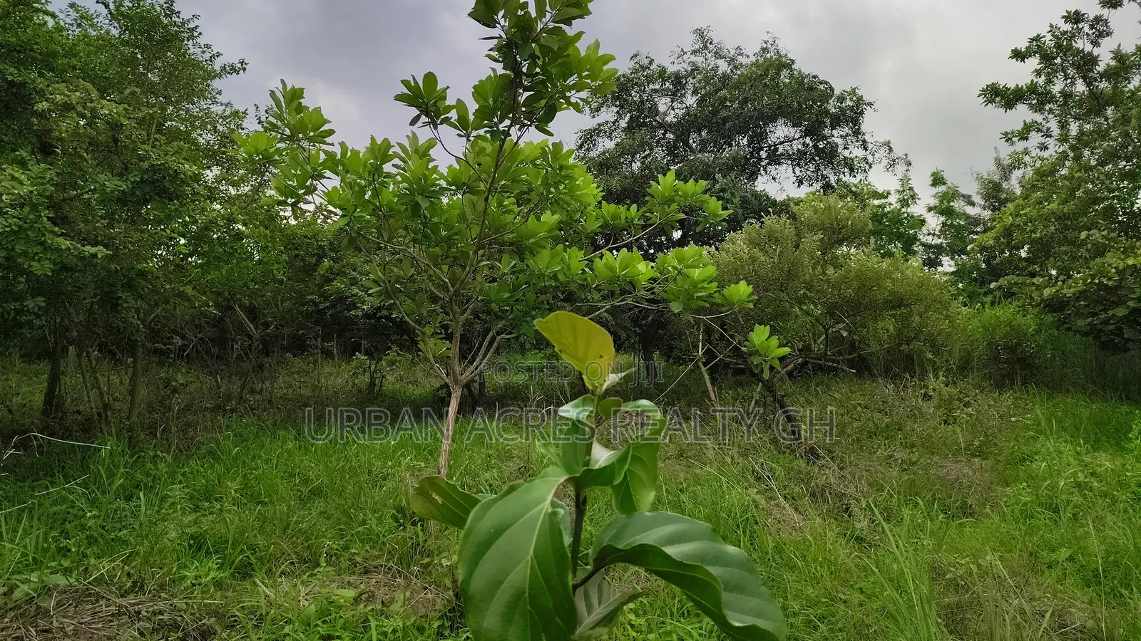 Volta Region, Peki (Adzokoe) _ 6 Acres Farmland With Stream