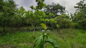 Volta Region, Peki (Adzokoe) _ 6 Acres Farmland With Stream